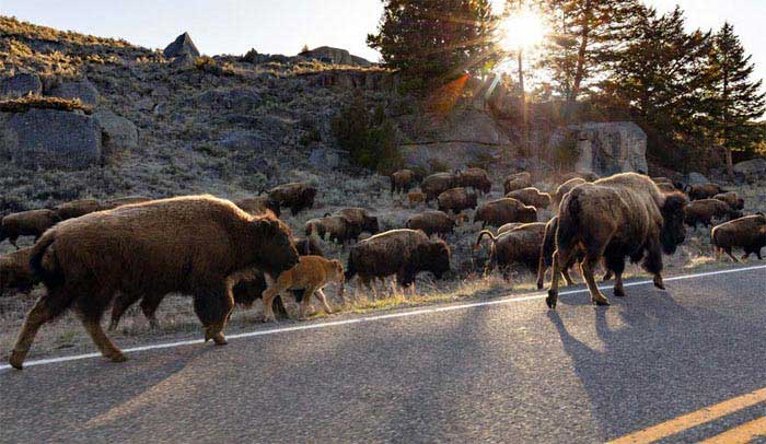 US National Parks Employment and Management