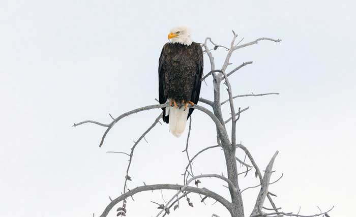 History of Wildlife Businesses in the USA